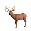 Image of Rinehart Deer 30 Point Buck IBO